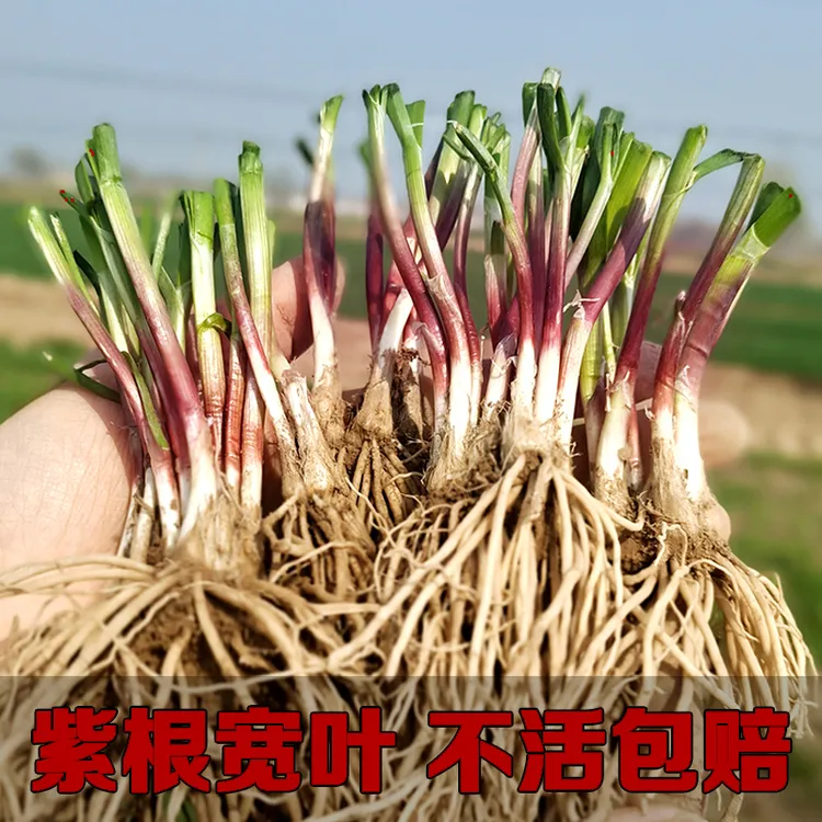 韭菜根紫根绿色成活四季韭菜籽蔬菜种子盆栽种植室内阳台种菜生长