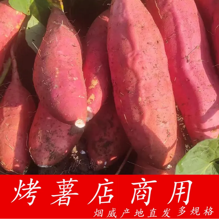 正宗烟台农科院原产地种植烟薯25号烤薯店专用50斤100斤量大批发