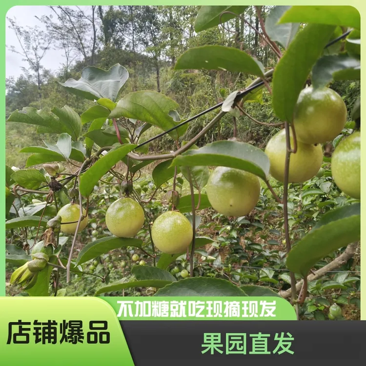 钦蜜9号黄金百香果纯甜无酸果园直发