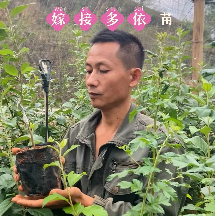 双云臻品多依苗嫁接多依苗糯扎渡嫁接多依苗适合1400～2400海拔