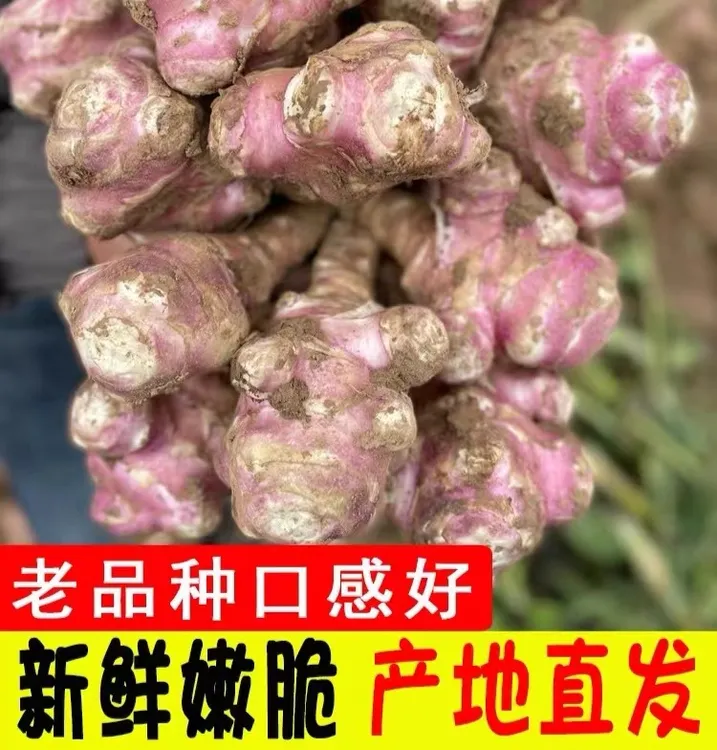 【现挖现发】红洋姜新鲜红皮洋姜菊芋鬼子姜现挖现发姜不辣腌制5斤