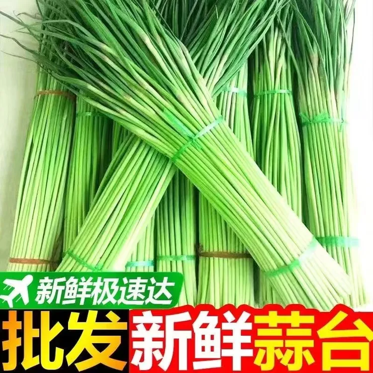 【现摘现发】2024新鲜蒜苔农家自种蒜薹蒜毫产地直发2斤/5斤包邮