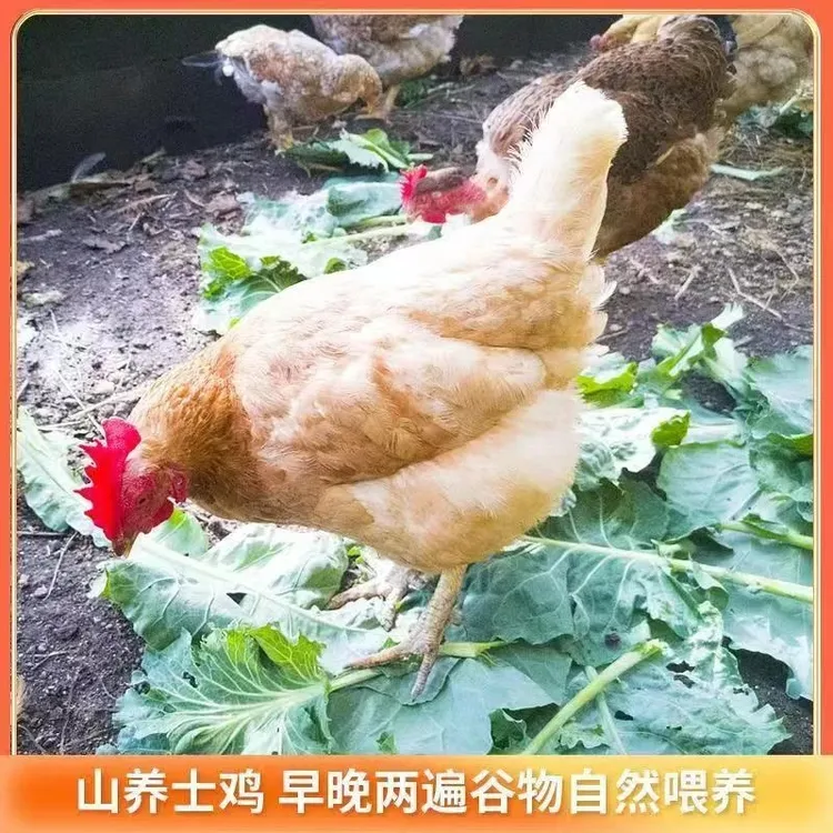 小天鹅专属本地高山农家生态走地黄油老母鸡新鲜速冻排酸发货