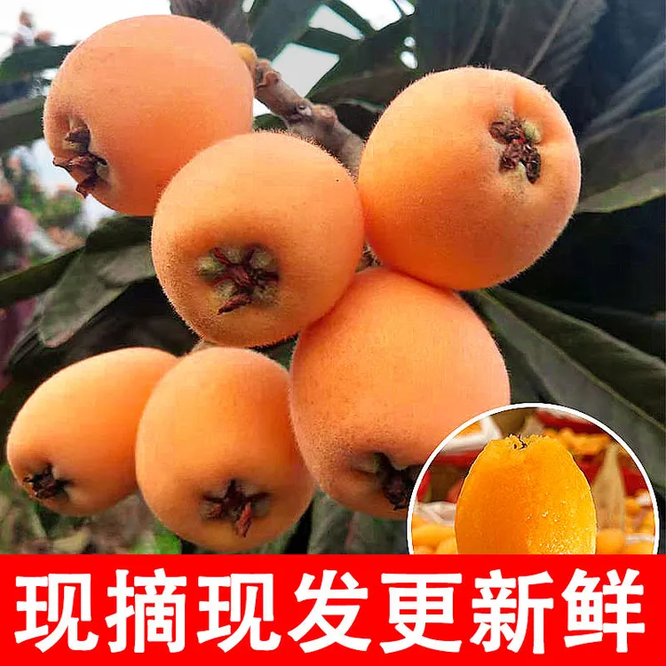 现摘云南蒙自新鲜枇杷当季鲜果香甜果香净含量2/4斤水果