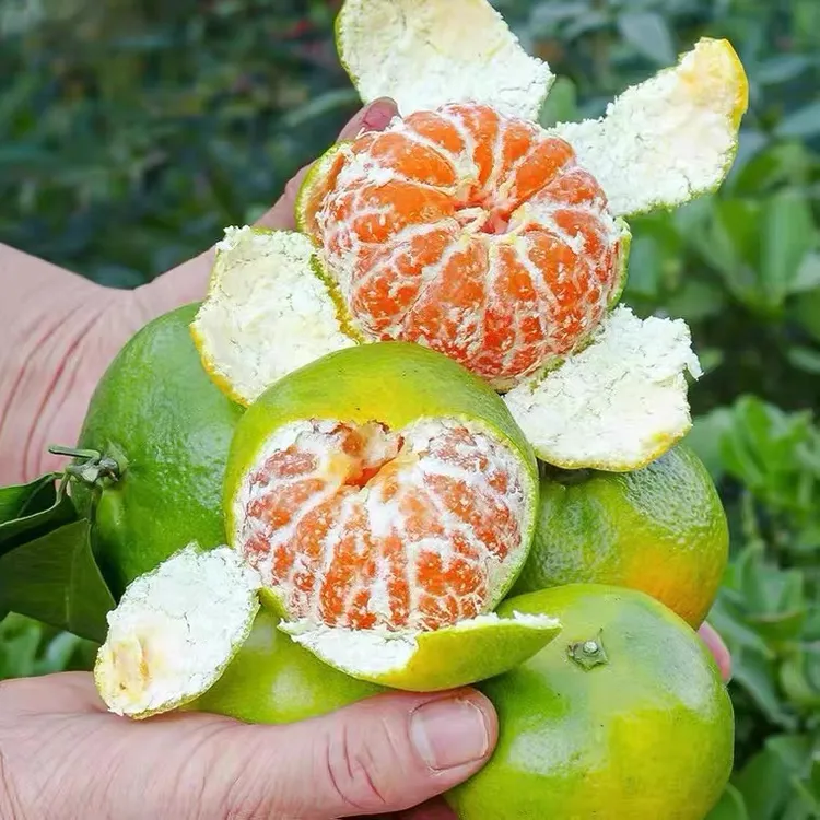强子专属—江西赣州寻乌蜜橘新鲜蜜橘现摘现发皮薄多汁 京东包邮