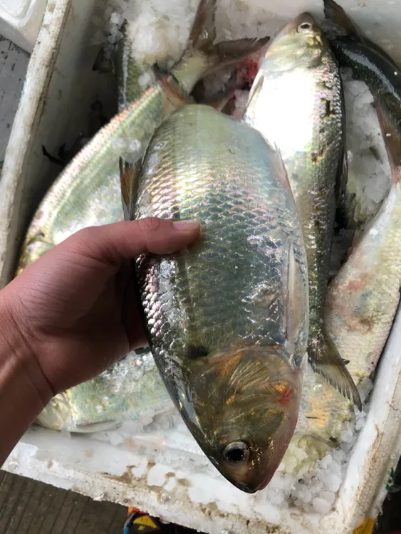 冰鲜鲥鱼 新鲜淡水鲥鱼1.4-1.5斤【中号】当天捕捞高档食材送礼佳品