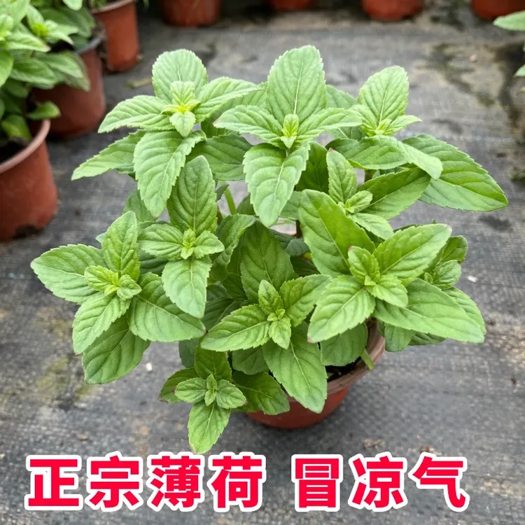 正宗薄荷清凉冒凉气苏薄荷中药薄荷驱蚊提神阳台绿植土薄荷真薄荷