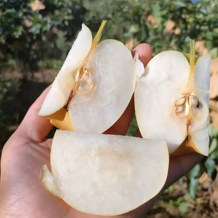 海潭蜜梨 新鲜水果冰糖脆梨爆汁一箱10斤