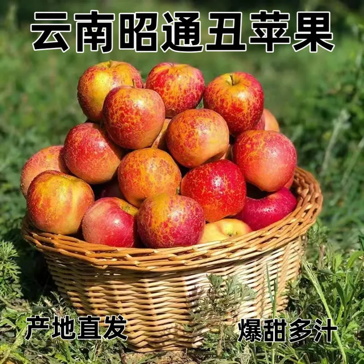 正宗云南高原昭通红富士糖心苹果脆甜多汁新鲜应季采摘5/昭通苹果