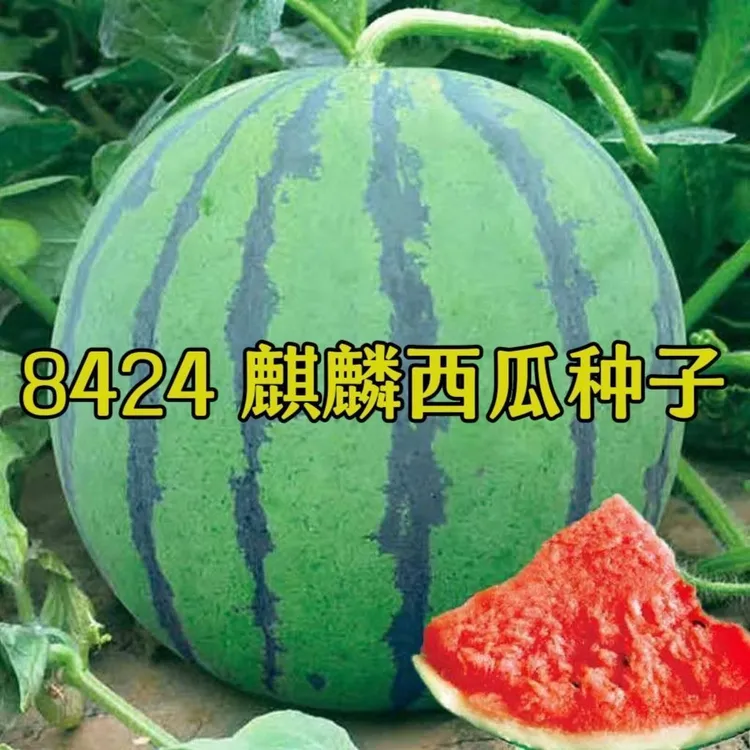 正宗8424西瓜种子麒麟西瓜种子早熟庭院懒汉王无籽西瓜种子