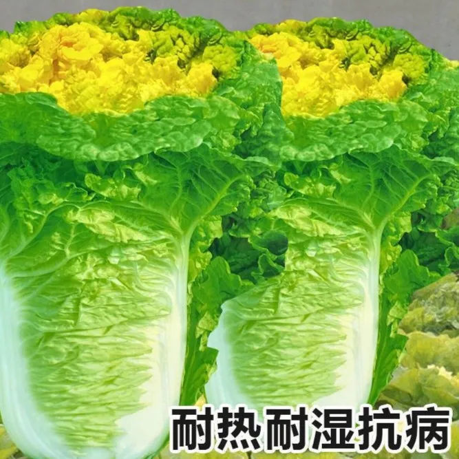 【简单易种】黄芽大白菜种籽春夏秋包心白菜种抗病蔬菜四季种子