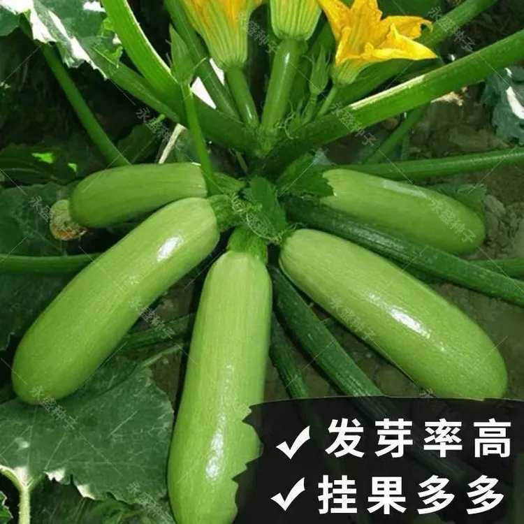 西葫芦种子角瓜种籽茭瓜蔬菜种  耐寒耐热翠绿