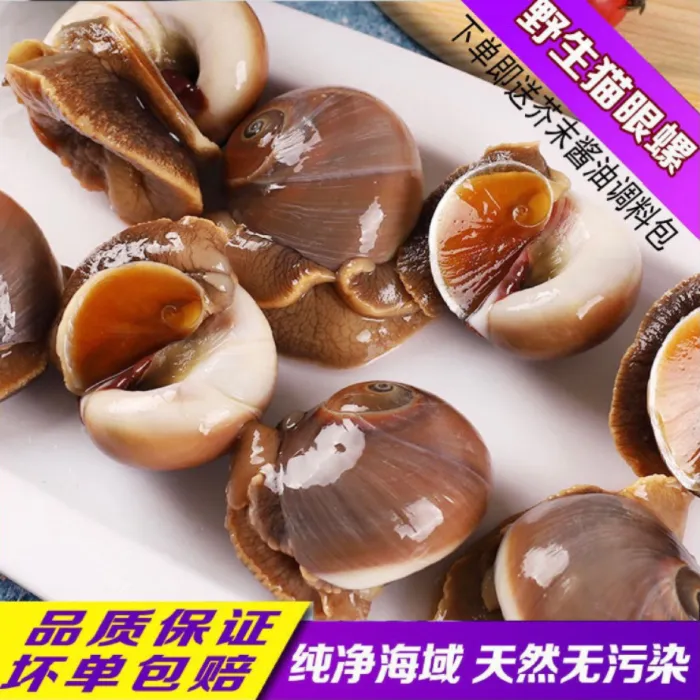 连云港海鲜猫眼螺鲜活发货新鲜吐沙挤水大个头海螺海螺鲜活猫眼螺