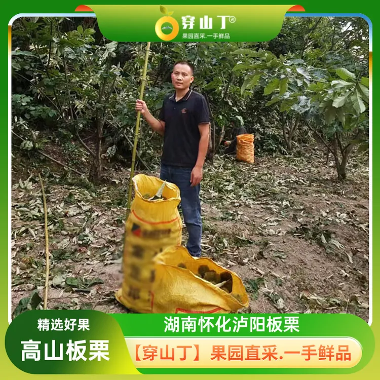 湖南怀化泸阳高山本地板栗子_新鲜白色嫩板栗和油红板栗生板栗