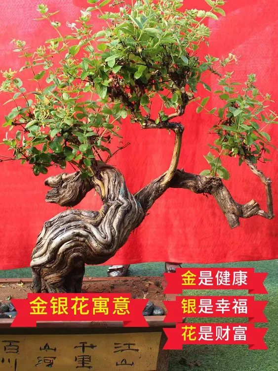 金银花盆景老桩可食盆景绿植室内外种植，会开花，可泡茶绿植盆景