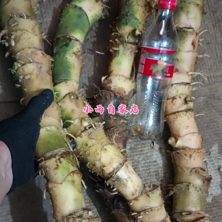 【小雨精选】野生 簕茨菇 水刺芋 水簕芋 簕刺藕 煲汤煲水 正品包邮