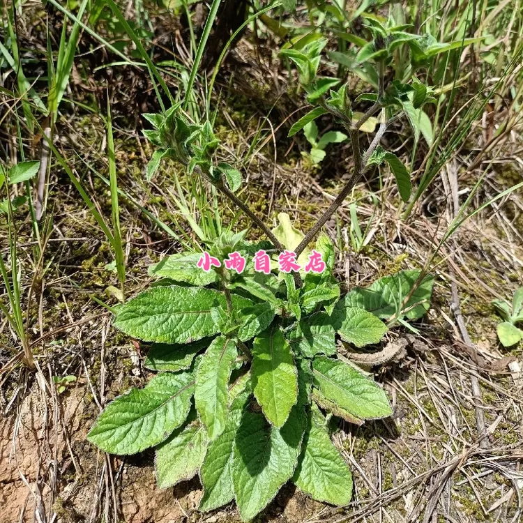 【小雨精选】新鲜野生紫花地胆头大自然草根头草鞋根坐地娘地胆根头