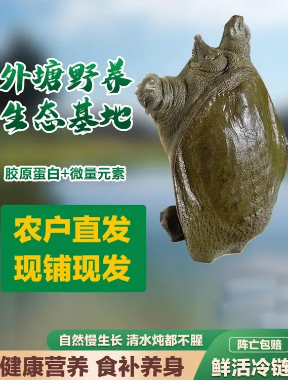外塘青黄背生态老甲鱼老水鱼老鳖到手三只5-6斤 包邮包活到家