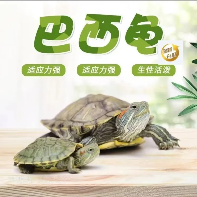 【每只3-4厘米】4只一盒巴西龟小乌龟活物活体萌宠物观赏家养水龟
