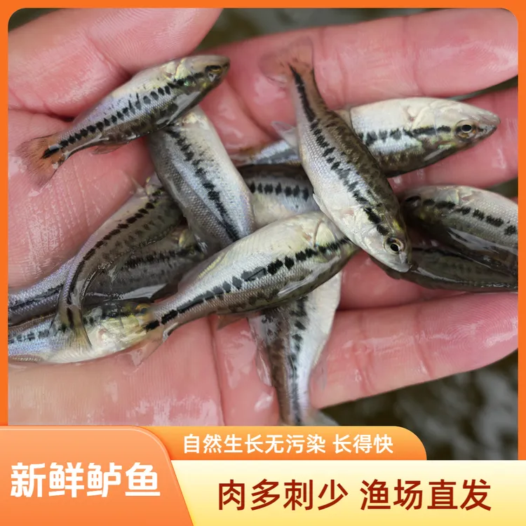 【活体】大口鲈（4-8cm）观赏鱼淡水鱼冷水鱼