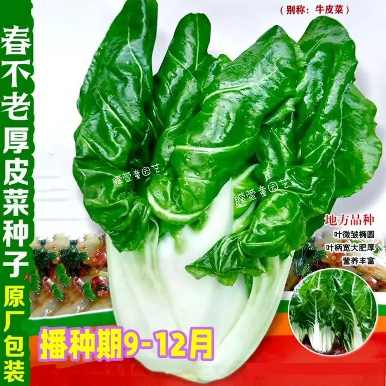 牛皮菜种子厚皮菜种籽根达菜种子 四川牛皮菜种籽大叶白牛皮菜种