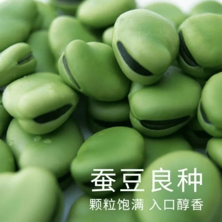 蚕豆种子糯米特大蚕豆巨大号罗汉豆种籽秋冬季播种早熟耐寒胡豆籽