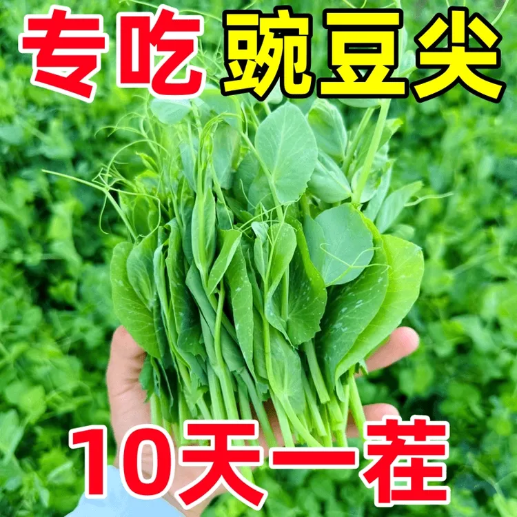 无须豌豆苗种子专吃豌豆尖四季种植芽苗菜甜豌豆种子阳台盆栽蔬菜