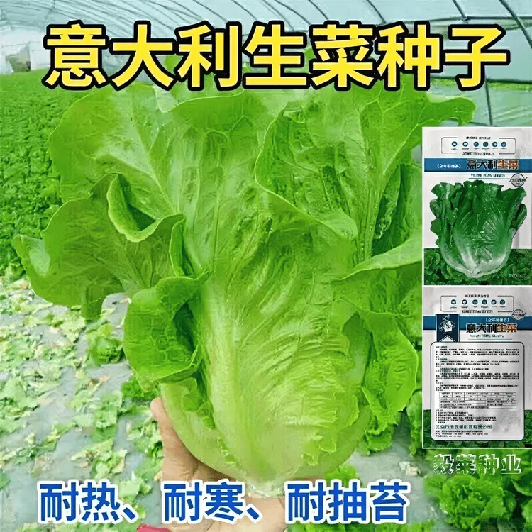 意大利生菜种子耐抽苔种籽阳台专用四季播蔬菜可生吃生菜种籽