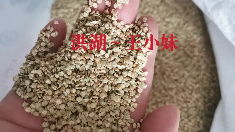现货棒棒草种子菵草水稗子棒头草种植五月黄小龙虾养殖