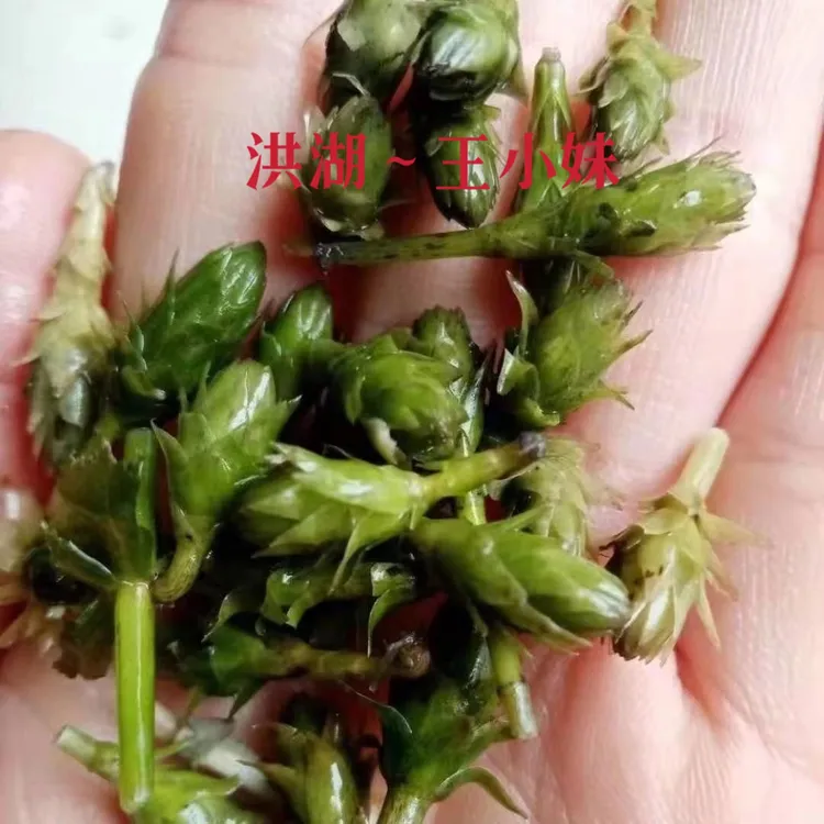 现货轮叶黑藻芽孢灯笼草籽节节草种虾蟹养殖耐高温水草