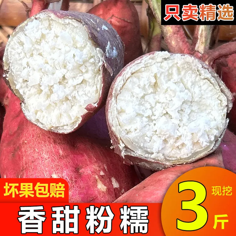 现挖农家自种板栗薯粉糯香甜新鲜老式板栗白心红薯品种地瓜干面