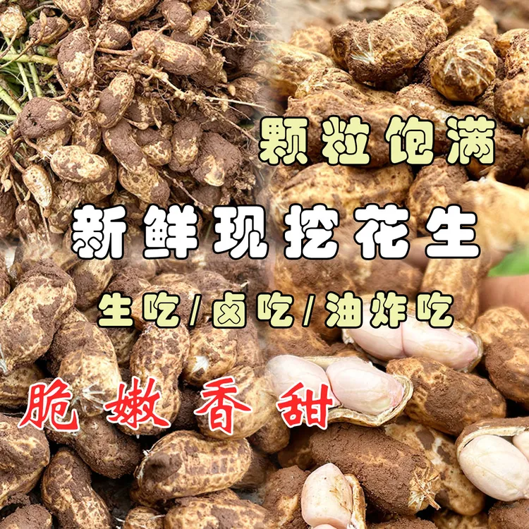 现挖带泥鲜花生新鲜湿花生2025年四川农家自种花生带壳粉皮生花生