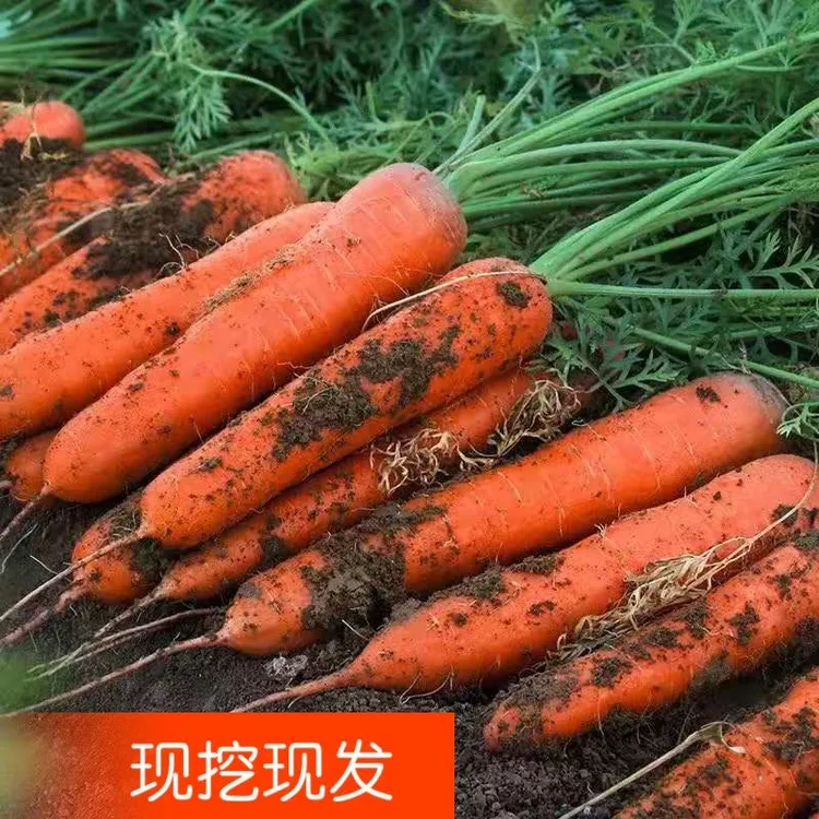 【鲜美升级】2024年新鲜现货先发农家种植 多汁美味脆爽香甜 带泥