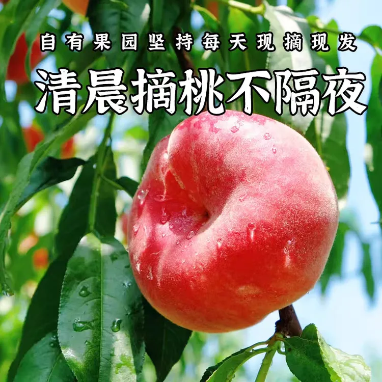 【大华山专属】平谷香甜红毛蟠桃/果香浓郁/软吃爆汁可口/礼盒装