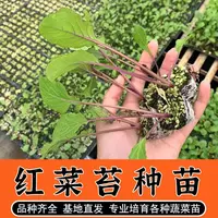 红菜苔苗 白菜苔苗红菜苔新鲜 十月红菜苔苗蔬菜苗秋冬季蔬菜秧苗