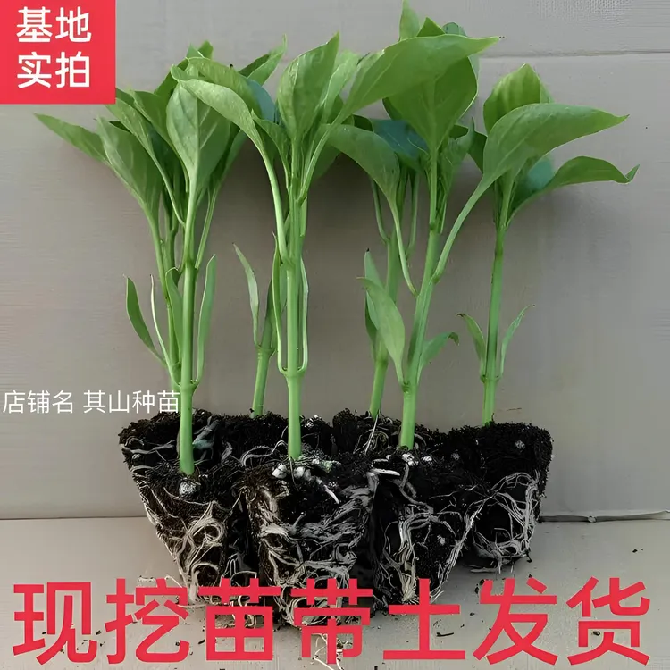 带土辣椒秧苗薄皮椒牛角椒螺丝椒灯笼椒长线椒朝天椒四季阳台种植