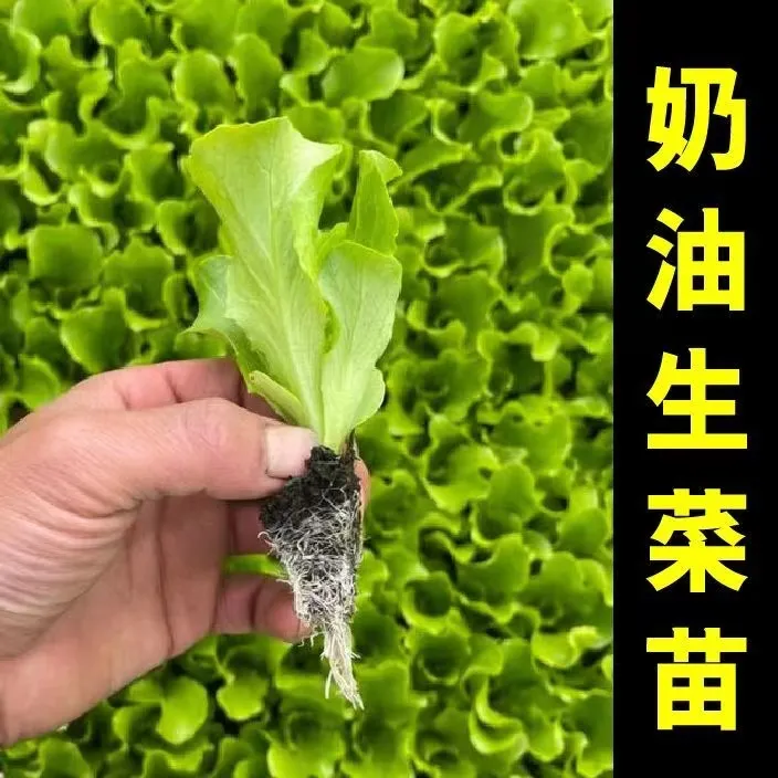 四季奶油生菜苗秧带土发货可生吃春秋四季阳台盆栽播玻璃生菜种子