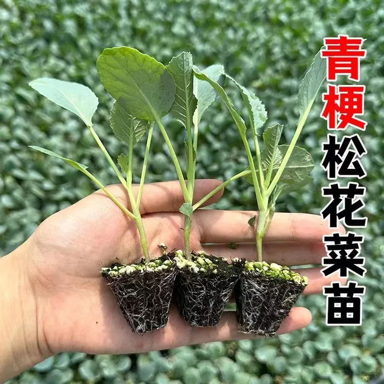 有机花菜苗青梗松花菜秧苗散花菜苗菜花品质耐冻盆栽地栽蔬菜秧苗