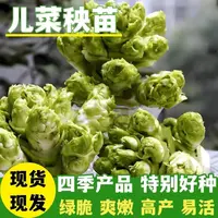 正宗儿菜秧苗四川儿菜苗抱子芥菜早熟高产秋冬四季蔬菜盆栽庭院