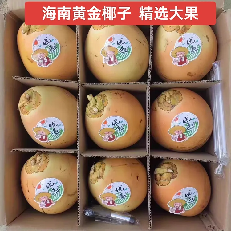 正宗海南椰子新鲜椰青带皮大果天然多汁营养孕妇产地采摘发货即食