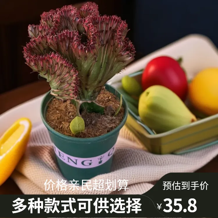 大戟科植物紫云麒麟室内客厅美观大气麒麟盆景盆栽绿植盆栽