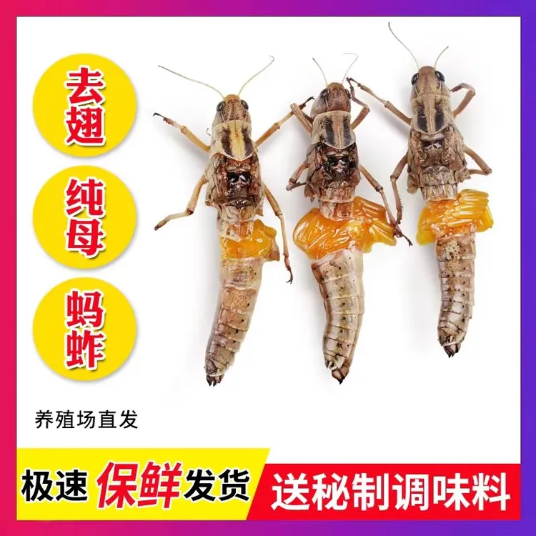 山东特产新鲜蚂蚱 蚱蜢 蝗虫纯母去翅带籽活体速冻 东亚飞蝗蚂蚱