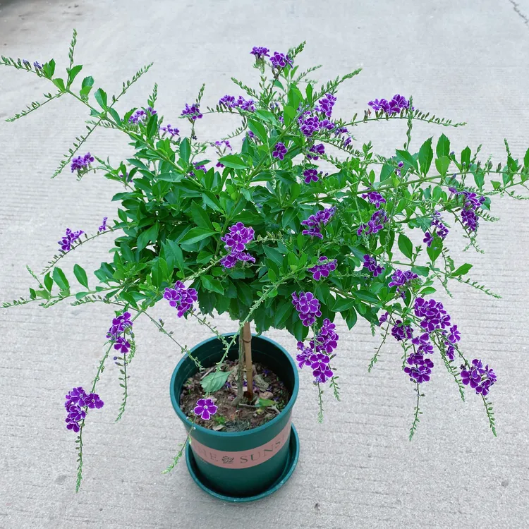 蕾丝金金露花【带花苞发货】香水连翘巧克力