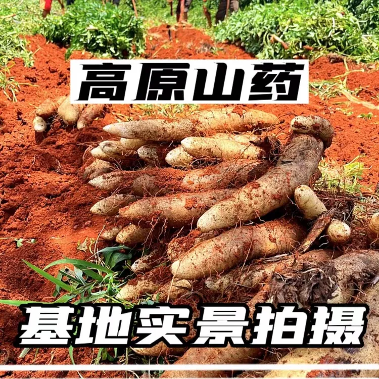 【顺丰发货】云南高原新鲜红土灵芝山药粉糯清香
