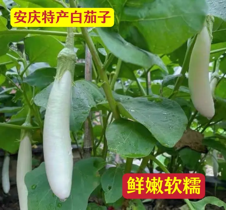 安庆本地特产白茄子新鲜现摘产地直发包邮鲜嫩蔬菜瓜果