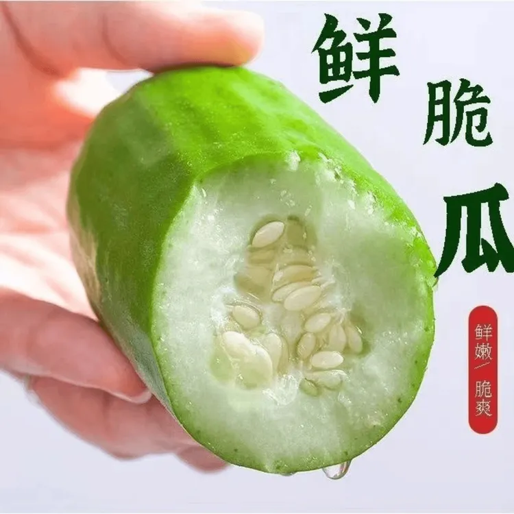 老式菜瓜不甜新鲜水果酥脆青皮蔬菜无糖烧瓜现摘现发头茬八棱脆瓜