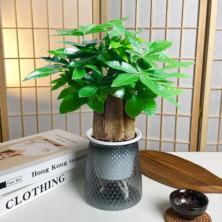 水培发财树适用室内外吸水盆净化空气庭院种植去甲醛四季常青