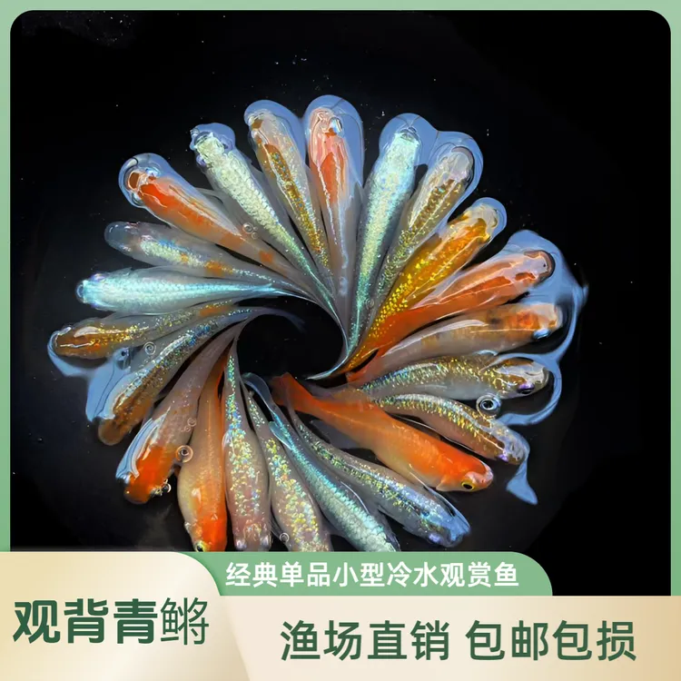 经典单品观背青鳉广温鱼0~40°黑/白饲养锦鲤宠物古法养鱼观背青鳉