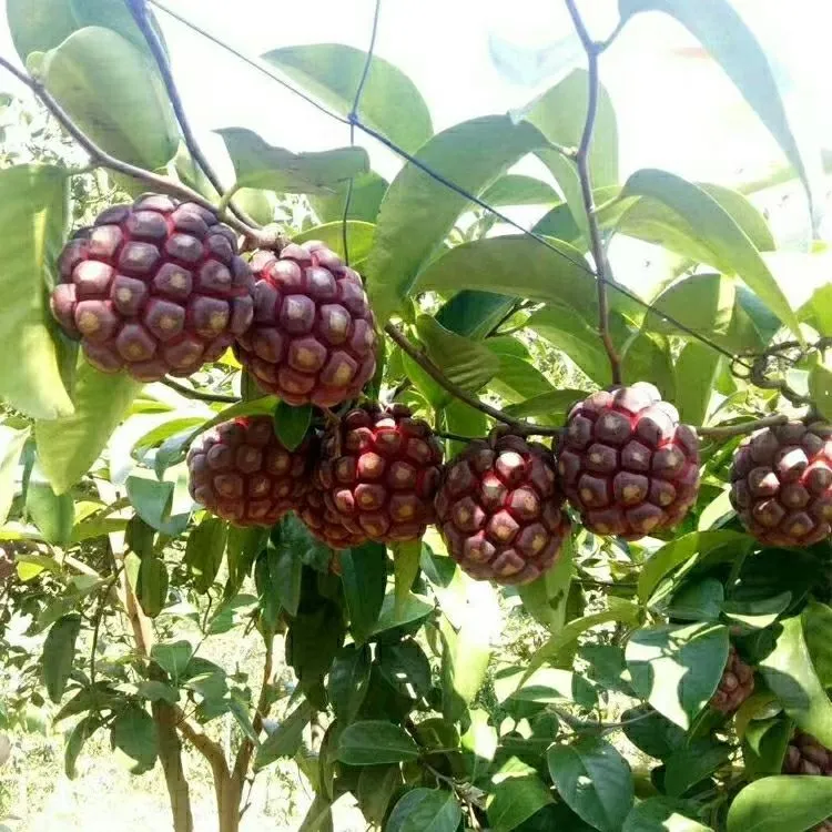 黑老虎果树苗布福娜爬藤果苗南北方种植观赏水果树苗