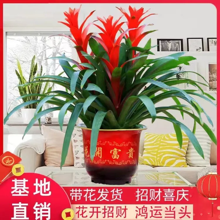 鸿运当头盆栽花卉植物室内花客厅四季开花好养活凤梨水培绿植大全